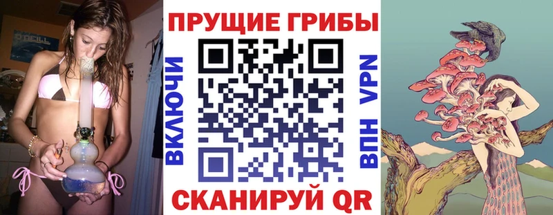 как найти закладки Новоалександровск Псилоцибиновые грибы Psilocybe